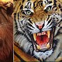 Gambar Binatang Harimau Dan Singa